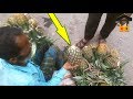 ►100% Fresh &amp; Chemical Free Pineapple Selling by Grandpa II Street Fruits BD II Juicy Fruits Ever