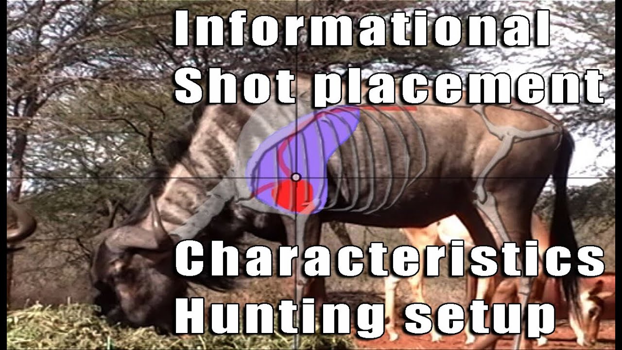 Bow Hunting Blue Wildebeest 02