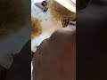 Common BMW N52 Oil Leak #mechanic #bmw #automobile #car #diy