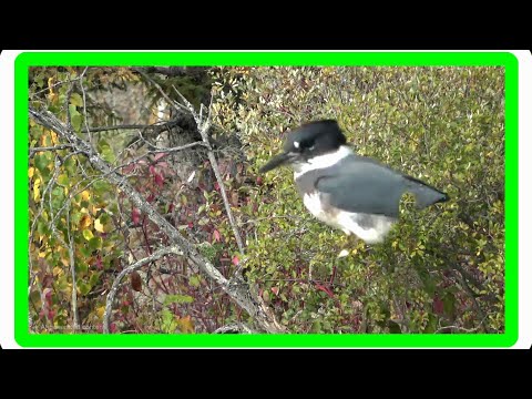 The Tenacious Belted Kingfisher - #birds #nature