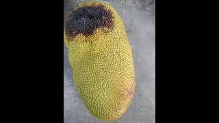 Buah nangka kurang bagus karena diserang hama