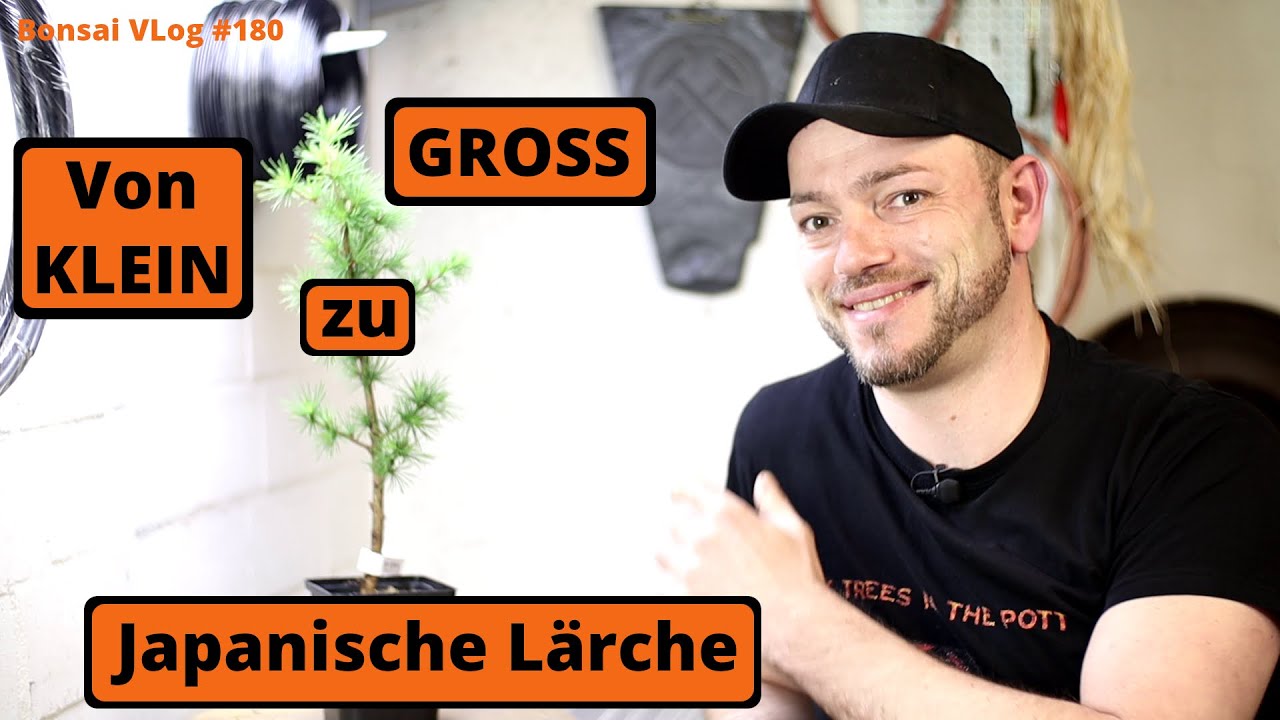 Jap Lrche als Jungpflanze von klein zu ganz gro [Umtopfen/Drahten/Dngen]  | #180BonsaiVLog