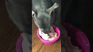 Pitbull Whole Chicken For New Years 2023