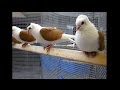 Sddeutsche schildtaube gelb national pigeon show germany 2014