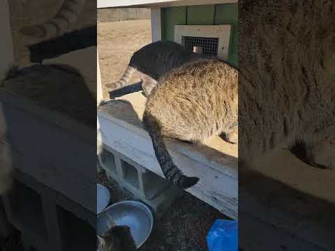 Beantown Colony Tuesday Morning With A Good Crowd 