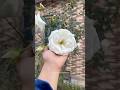 Comment out which color flower you love the most🌺 #youtubeshorts #trendingshorts #garden #flowers