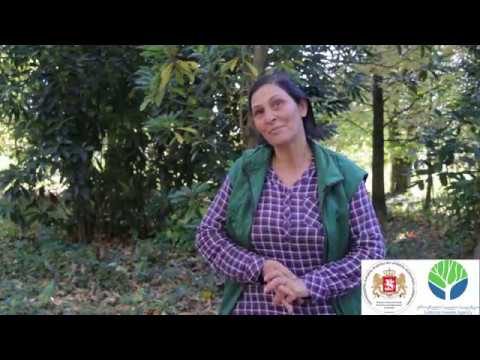 ამრა ჭკადუა, სამეგრელო ზემო სვანეთის სატყეო სამსახურის ტყის მცველი