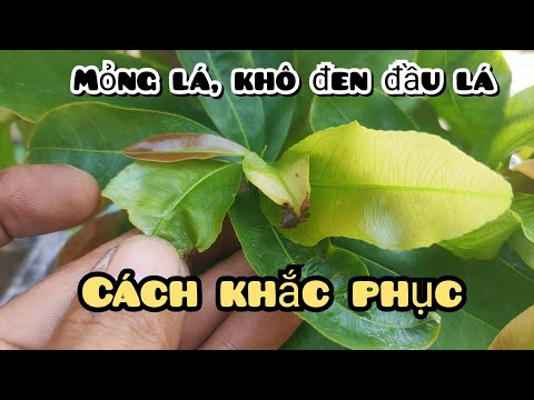 chăm sóc mai vàng | cách khắc phục lá mai mỏng, khô đen đầu lá 2023 mới nhất