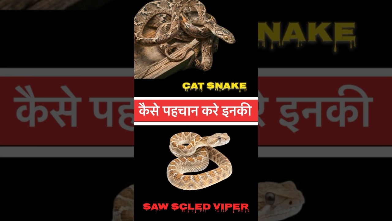 Understanding the Differences Between Saw-Scaled Viper and Cat Snake