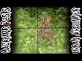 Random Pest Hunting | Squirrels, Woodchuck, and Rabbit | Airgun Evolution