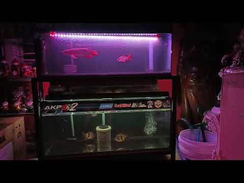 Yuki - YouTube