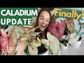 Caladium update - where are they now?? | Plant with Roos