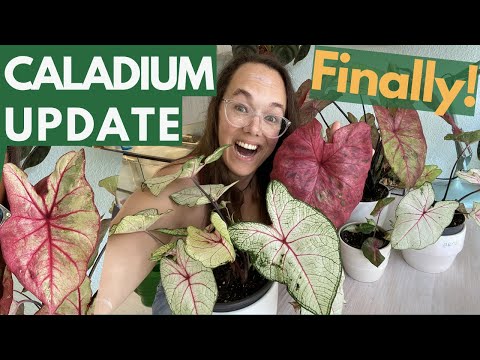 Video: Caladium Tu