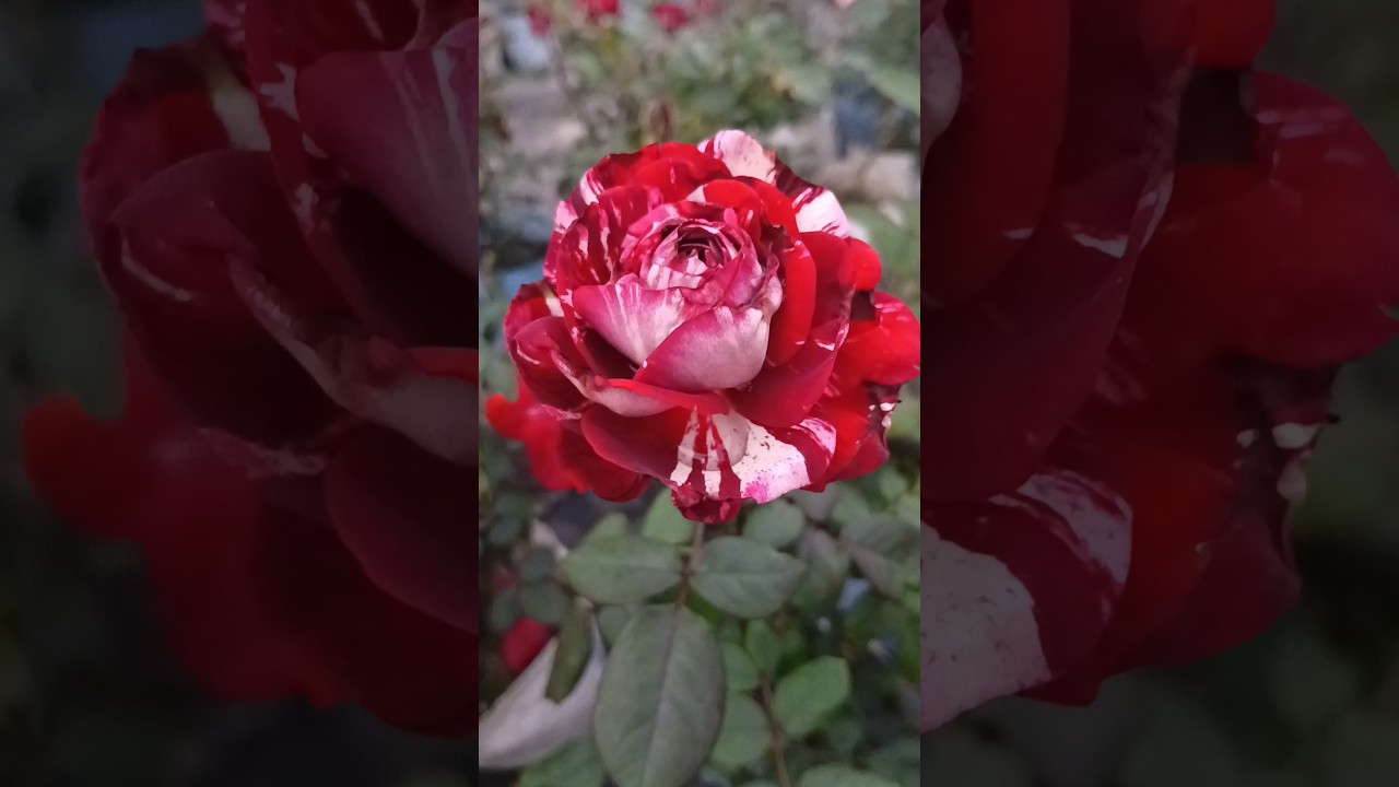 Beautiful Rose#shorts#plants#garden#Dream garden