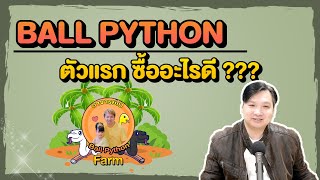 งู Ball Python ตัวแรก ซื้ออะไรดี???