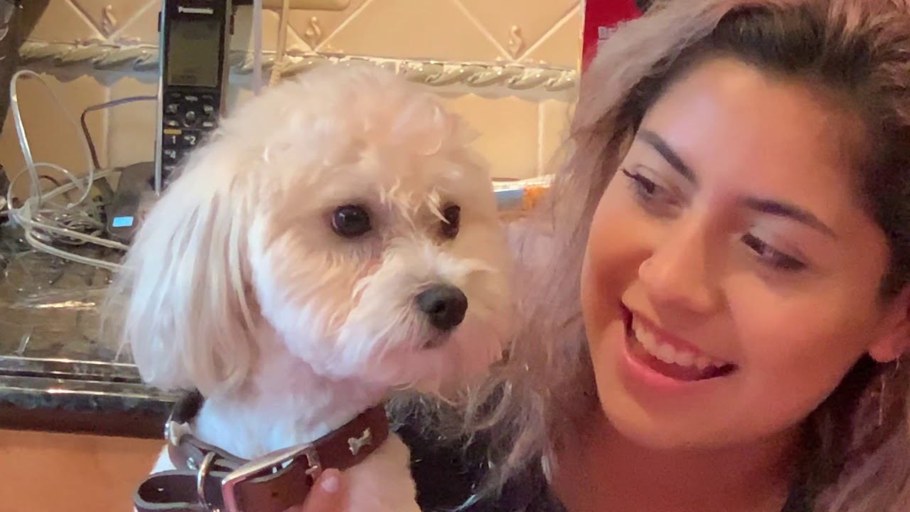 Celebrating My Little Puppy's Birthday!