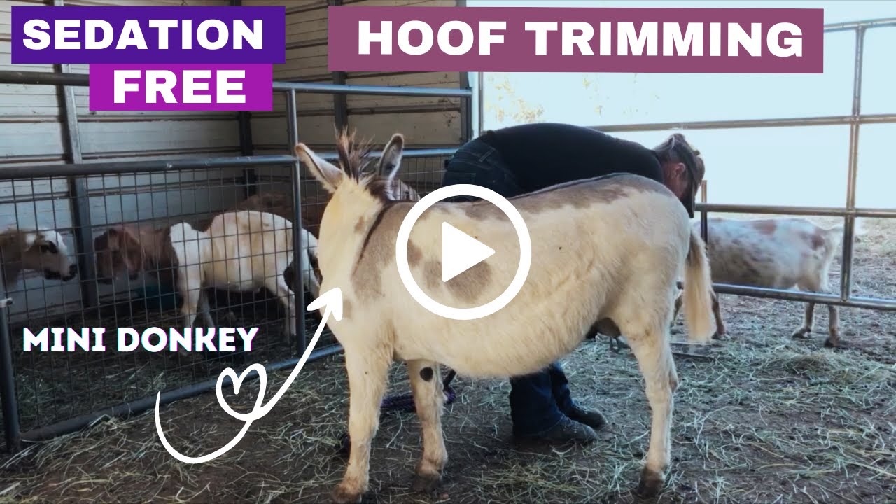 First Sedation-Free Hoof Trim for Mini Donkey - YouTube