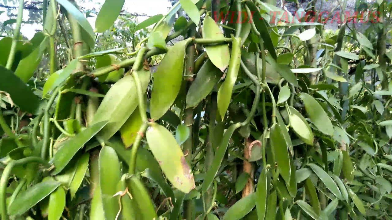 Высадка черенков/стеблей ванили с частым расположением для получения большого количества плодов