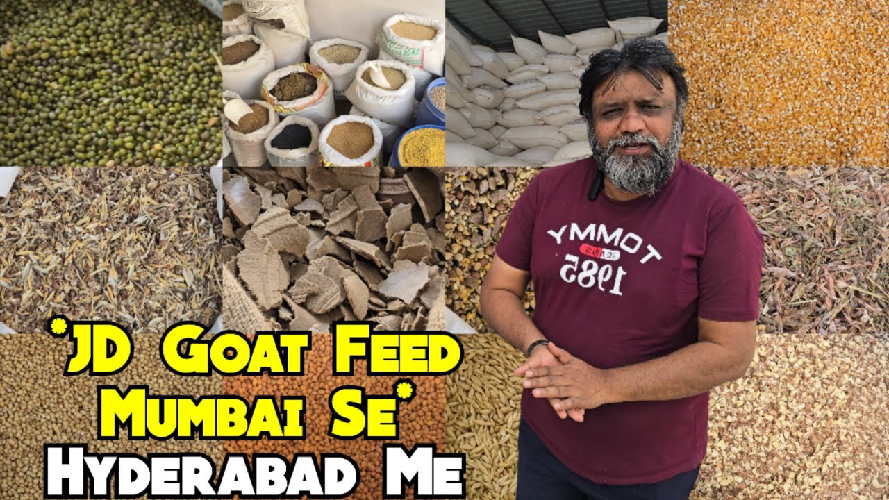 JD Goat Feed Now In Hyderabad | Multiple Types Of Feed For Goats & Cattle Available In Bandlaguda
