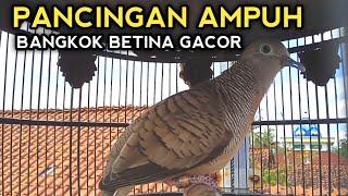 PERKUTUT BANGKOK BETINA GACOR MEMANGGIL JANTAN SUARA SUPER AMPUH PASTI LANGSUNG NYAUT 