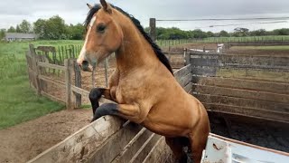 The Funniest Horse Moments You Won't Believe!