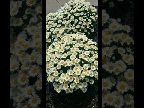 Shasta Daisy "Sweet Daisy Christine"