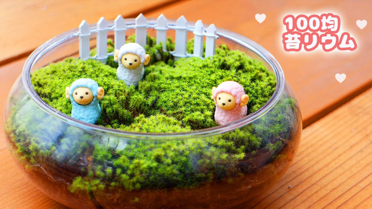 かんたん！可愛い♡ 羊さんの苔リウムのつくりかた（苔テラリウム