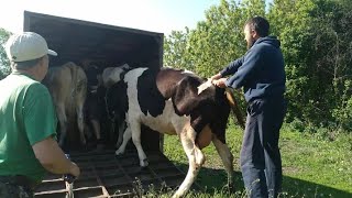 При перевозке коров не всё прошло гладко.