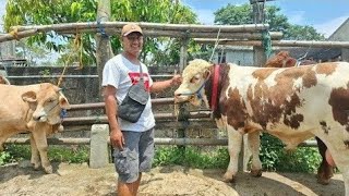 pasar sapi muntilan sapi marbor super$#cow #sapi super#sapijumbo 