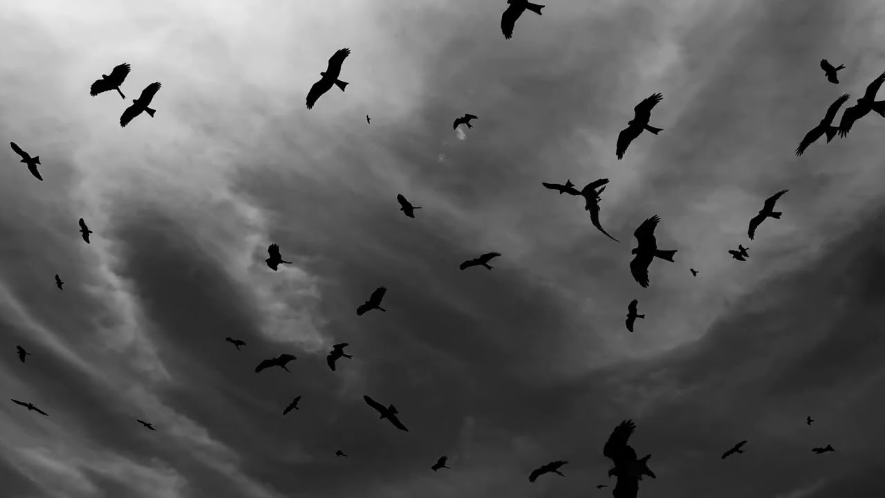 NotJake - 1. HEART (feat. Bruno Champman) Visualizer