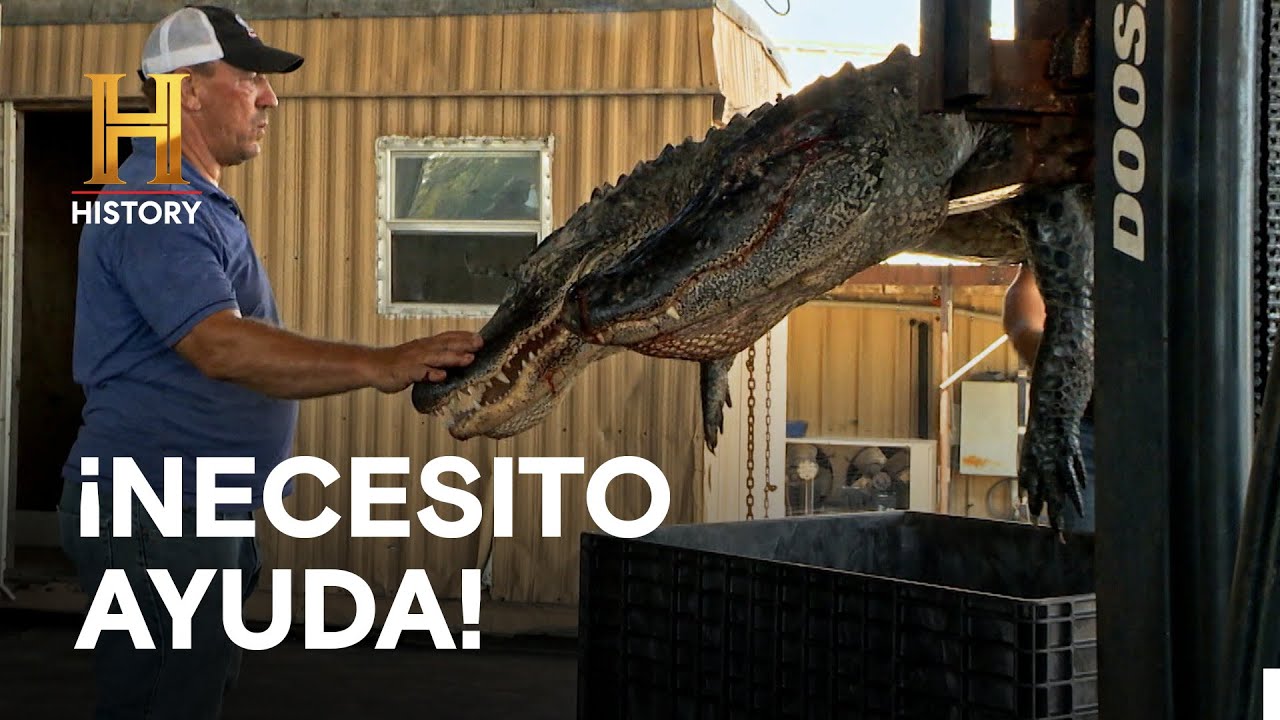 ¡NECESITO AYUDA! AMOS DEL PANTANO YouTube