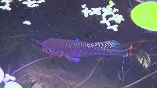 Killifish Nothobranchius Rachovii - 20240211 194721