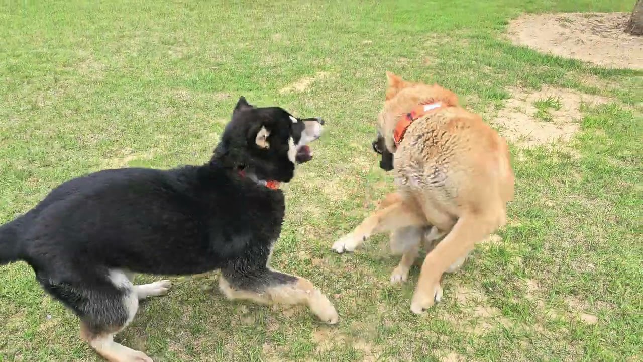 장난 꾸러기 진도견