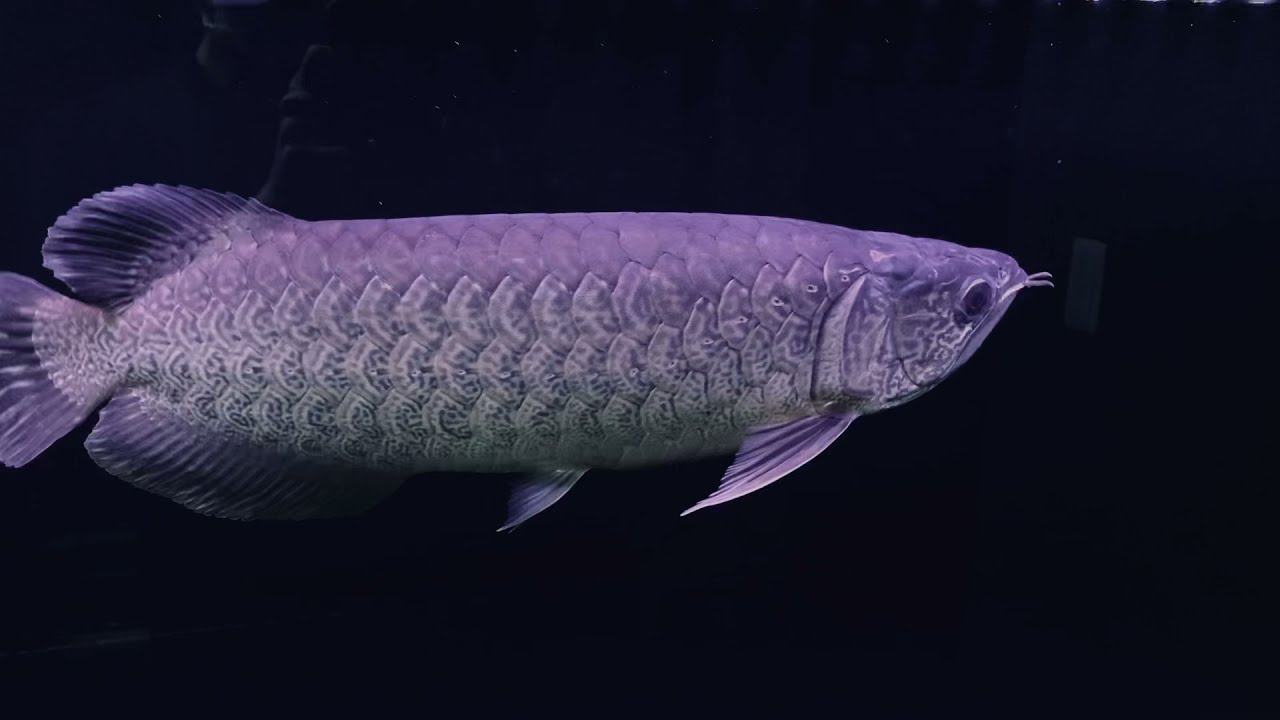 お客様宅 - 熱帯魚のmishima お客様宅 - 熱帯魚のmishima