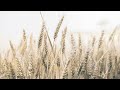 4K Vintage TV Art Screensaver | Framed TV Art | Art Painting - Yaffa Gallery