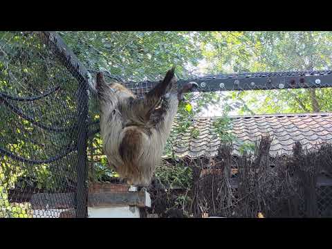 Linne's two-toed sloth