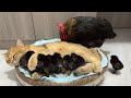 The hen was surprised!Kittens know how to take care of chicks better than hens.Cute andinteresting😊