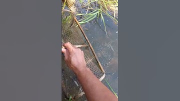 Cách đặt bẫy bắt cá lóc đúng và hiệu quả