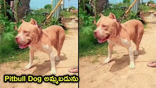 top quality Pitbull Dog for sale in telugu/ 86882 27141 /aj pets