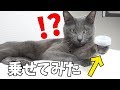 猫が面白いポーズしてるのでペットボトルのフタを乗せてみたｗ