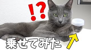 猫が面白いポーズしてるのでペットボトルのフタを乗せてみたｗ