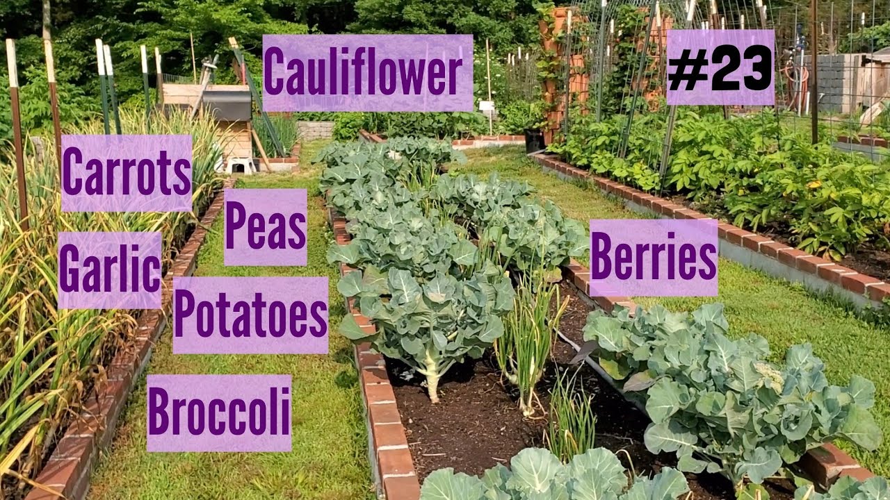 Growing Food A Family Priority, June in Virginia, Raised Bed Garden