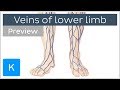 Veins of the lower extremity (preview) - Human Anatomy | Kenhub