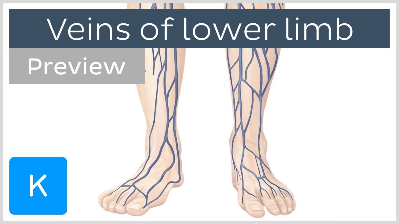 Deep Vein Thrombosis Anatomical Chart