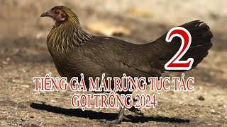 TIẾNG GÀ MÁI RỪNG TỤC TÁC GỌI TRỐNG 2024