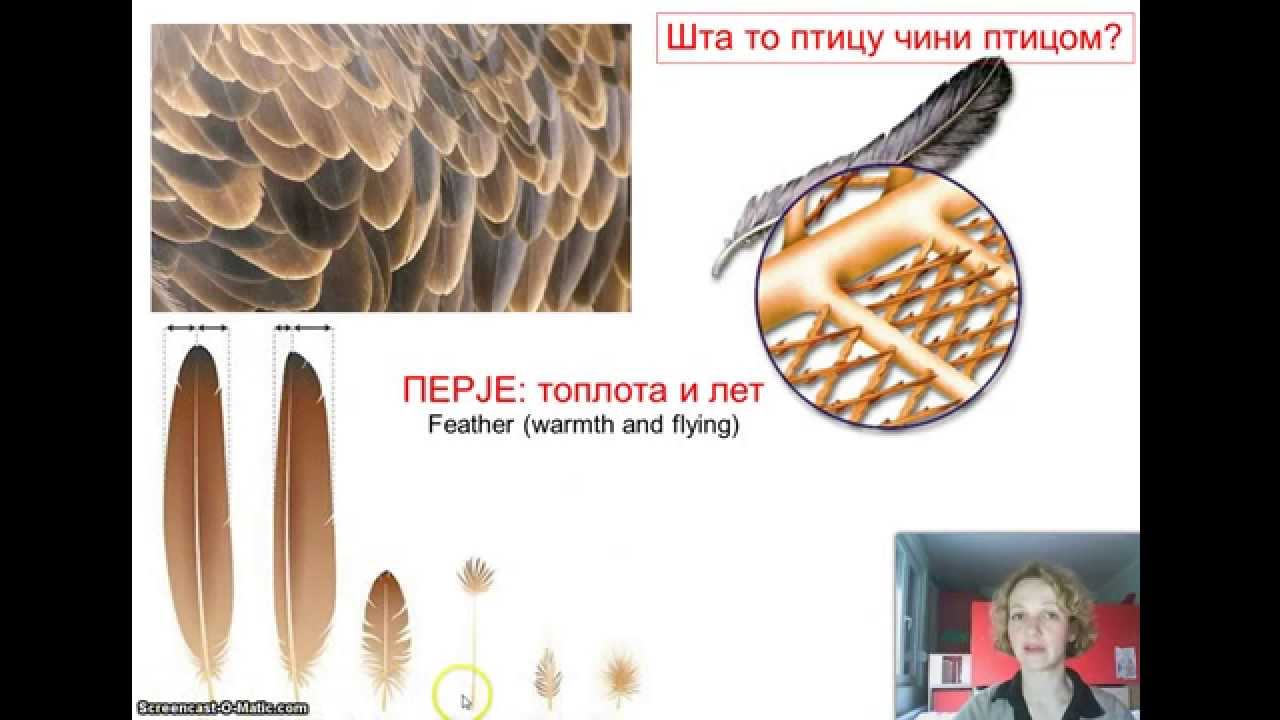 Izokrenuta učionica   Ptice