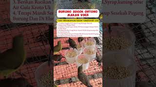 Burung Sogok Ontong Makan Voer #burung #kicaumania #kicaumaniaindonesia #lovebird #kenari #burungkic