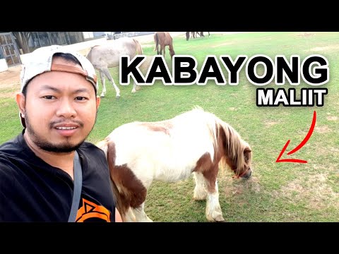 Video: Pony - maliliit na kabayo