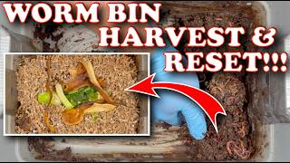 Disaster or Gold?! Harvesting Wet Worm Castings & Resetting My Tiny Worm Bin | Vermicompost WormFarm