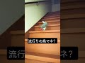 鳥の鳴きマネ？#ヨウム